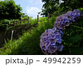 すみれ色のアジサイと草の生い茂った公園 49942259
