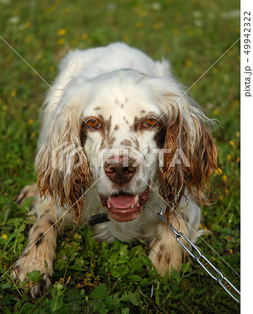 english setter english setter 49942322