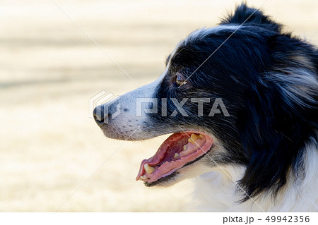 ボーダーコリー 横顔の写真素材