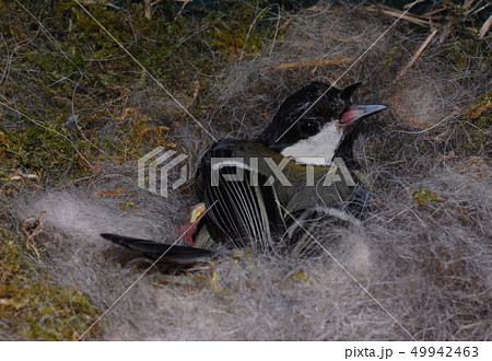 titmouse on nest 49942463