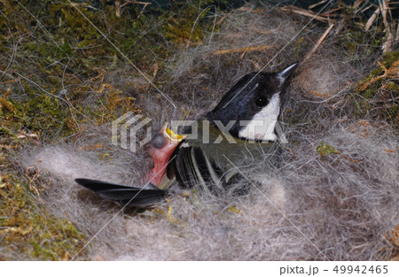 titmouse on nest 49942465