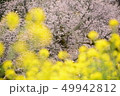 桜と野の花 49942812