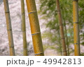 桜と竹 49942813