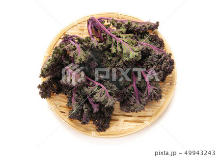 紫カーリーケール 49943243