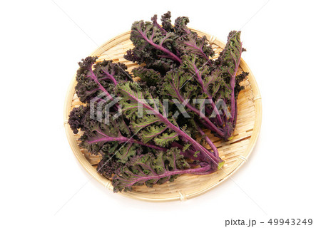 紫カーリーケール 49943249