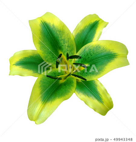 flower yellow green lily isolated on white 49943348