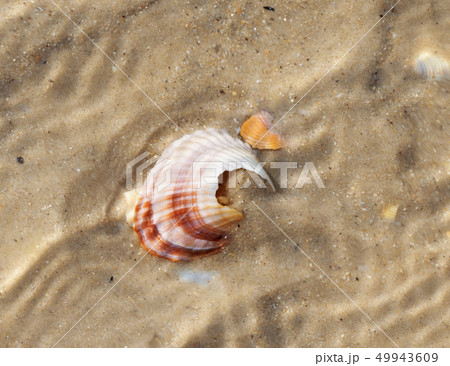 Brocken seashells in water on sand beach at summer Brocken seashells in water on sand beach at summer 49943609
