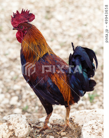 Rooster is looking for food in farmyard 49943658