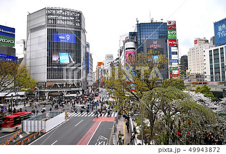 日本の東京都市景観  桜とハチ公像、渋谷のスクランブル交差点などを望む 49943872