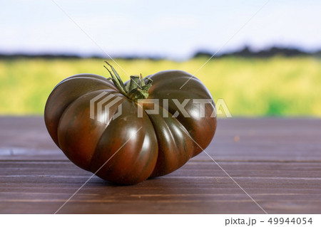 Fresh dark tomato primora with field behind 49944054