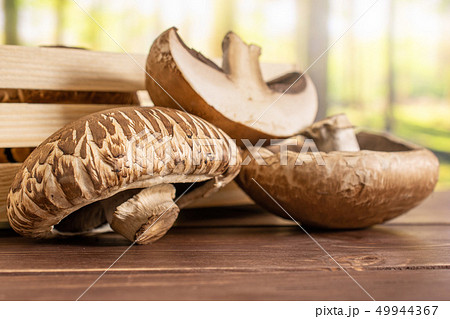 Brown bortobello mushroom with forest behind Brown bortobello mushroom with forest behind 49944367