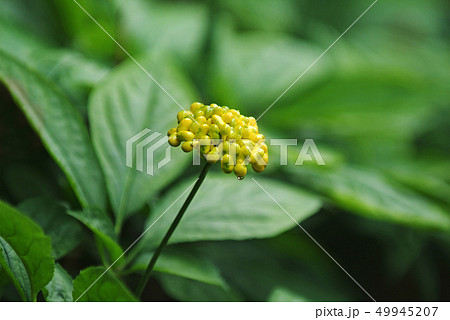 高麗人参 紅参 高麗人参畑 49945207