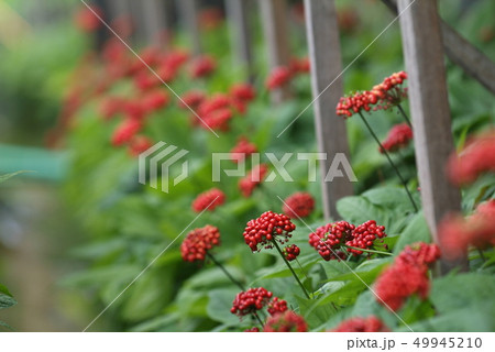 高麗人参 紅参 高麗人参畑 49945210