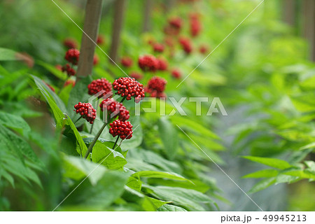 高麗人参 紅参 高麗人参畑 49945213