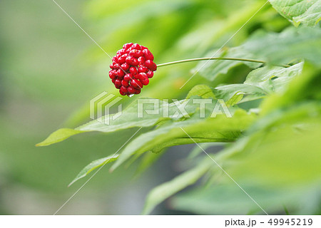 高麗人参 紅参 高麗人参畑 49945219