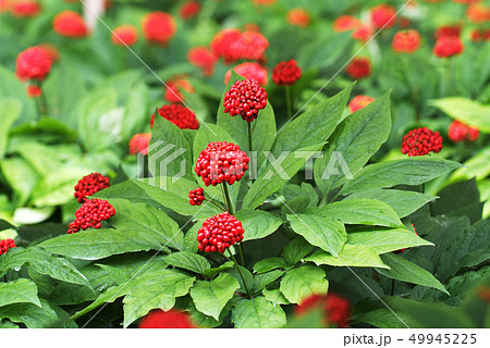 高麗人参 紅参 高麗人参畑 49945225