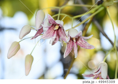 ムベの花 49945309