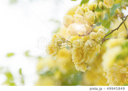 モッコウバラ 49945849