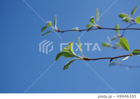 ウラジロノキ の小枝 ウラジロノキ の小枝 49946395