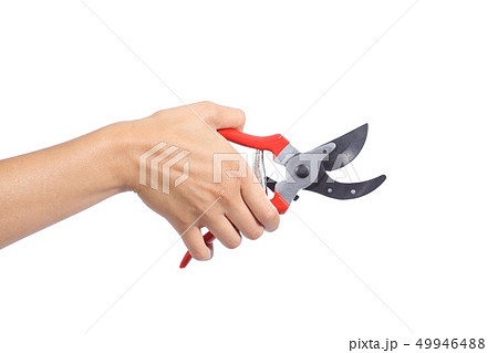 Woman hand holding an opened secateurs 49946488