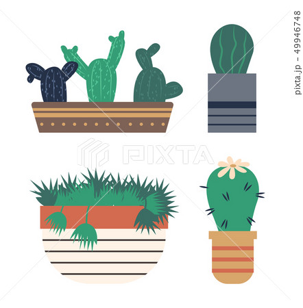 Cactus with Flowering, Flower on Green Plant in Pot 49946748