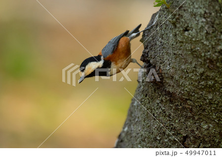 公園の可愛いヤマガラ 49947011