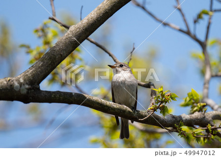 渡り途中に公園に立ち寄ったコサメビタキ01 49947012