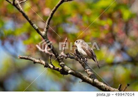 公園のコサメビタキ 公園のコサメビタキ 49947014