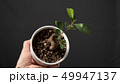 植物 49947137