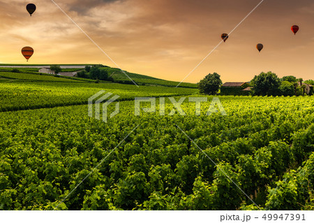 Beautiful vineyard at sunset. Travel around France, Bordeaux 49947391