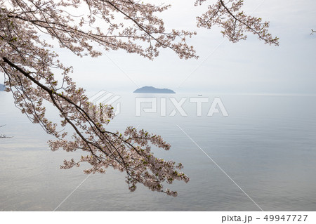 海津大崎の桜 海津大崎の桜 49947727