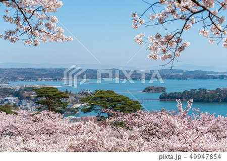 西行戻しの松公園からの風景　さくら 49947854