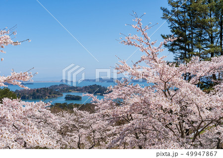 西行戻しの松公園からの風景　さくら 49947867