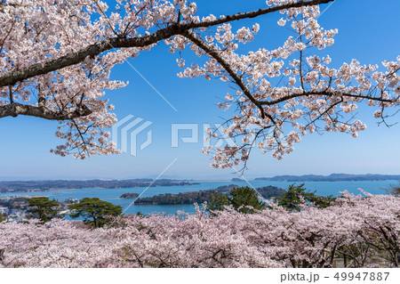 西行戻しの松公園からの風景 さくら 西行戻しの松公園からの風景 さくら 49947887