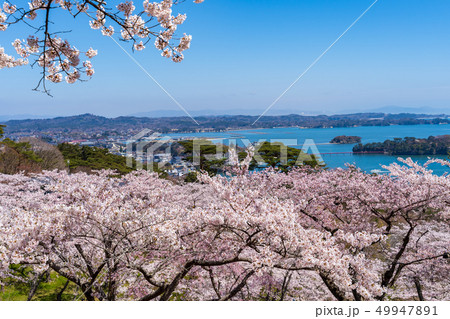 西行戻しの松公園からの風景　さくら 49947891