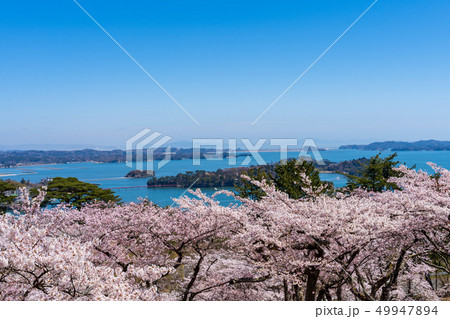 西行戻しの松公園からの風景　さくら 49947894