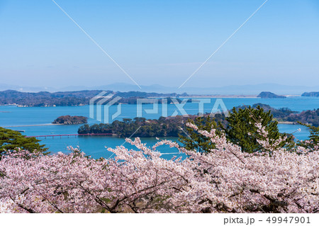 西行戻しの松公園からの風景 さくら 西行戻しの松公園からの風景 さくら 49947901