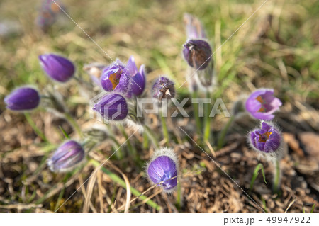 Spring purple flowers Pasqueflower in forest. The flower blossomed in the spring forest with a 49947922