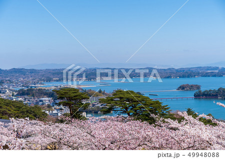 西行戻しの松公園からの風景 さくら 西行戻しの松公園からの風景 さくら 49948088