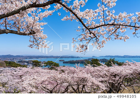 西行戻しの松公園からの風景　さくら 49948105