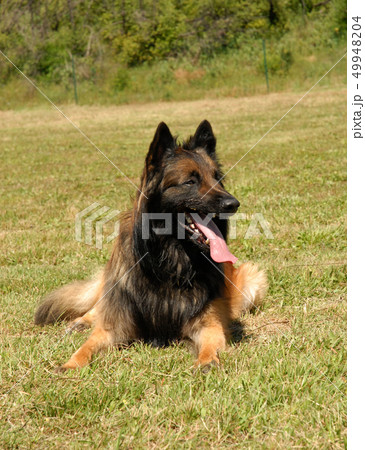tervueren tervueren 49948204