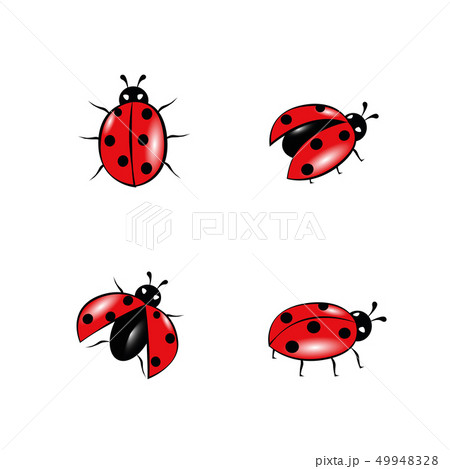 set of red ladybug isolated on white 49948328