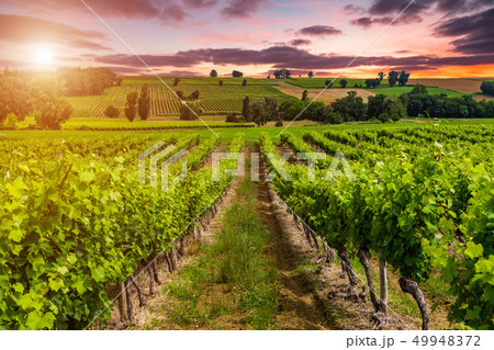 Beautiful vineyard at sunset. Travel around France, Bordeaux Beautiful vineyard at sunset. Travel around France, Bordeaux 49948372