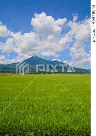 稲穂と磐梯山（福島県・猪苗代町） 49949043