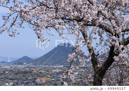 讃岐富士と満開の桜 讃岐富士と満開の桜 49949187