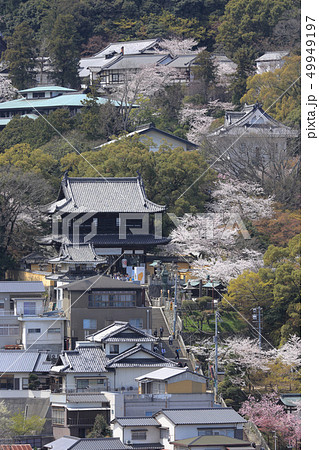 春の金毘羅さん（一之坂から境内） 49949197