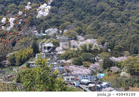 春の金毘羅さん(一之坂から境内) 春の金毘羅さん(一之坂から境内) 49949199
