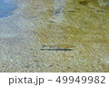 ニジマス 49949982
