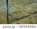 ニジマス 49949984