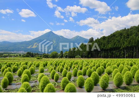 コキアと磐梯山（福島県・猪苗代町） 49950061